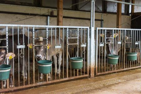 POSESTVO BOGATA foto David Štulc Zornik